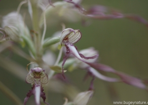 Orchis bouc (Himantoglossum hircinum) crédit photo Pierre PERRIMBERT