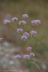 Iberis intermedia ssp violetti