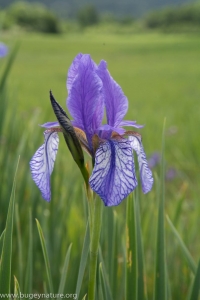 Iris de sibérie ( Iris sibirica) crédit photo Johny KURSNER
