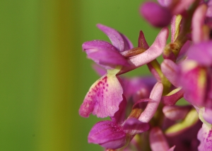 orchidée, hybride