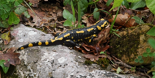 Salamandre tachetée -- Crédit photo Pierre PERRIMBERT